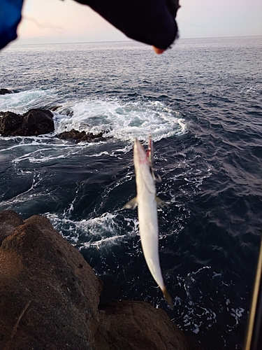 カマスの釣果