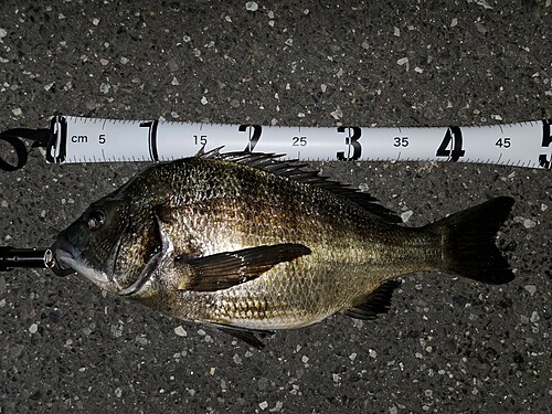 クロダイの釣果