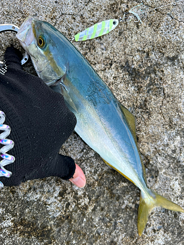 ワカシの釣果