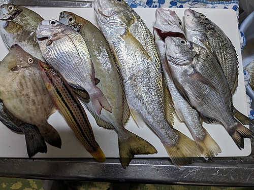 イシモチの釣果