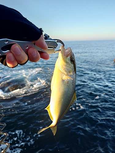 ショゴの釣果