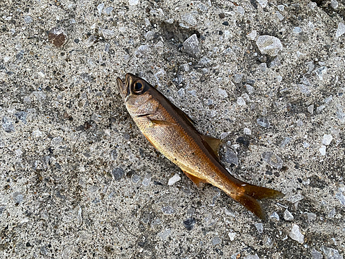 クロムツの釣果