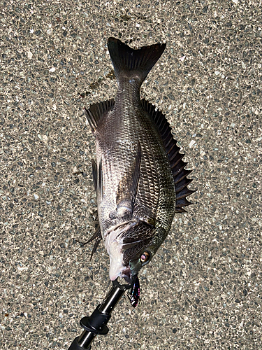 クロダイの釣果