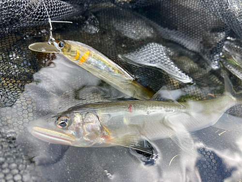 アユの釣果