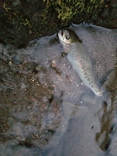 ニジマスの釣果