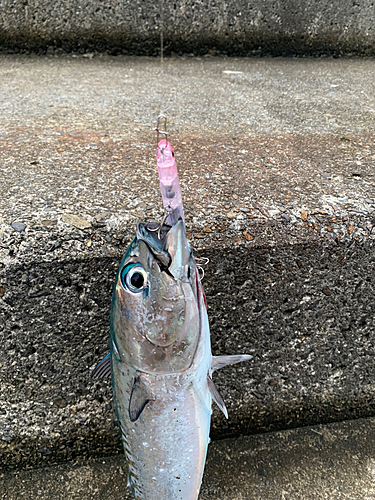 カツオの釣果