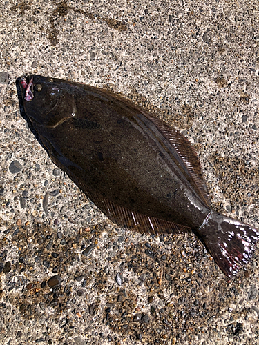 ヒラメの釣果