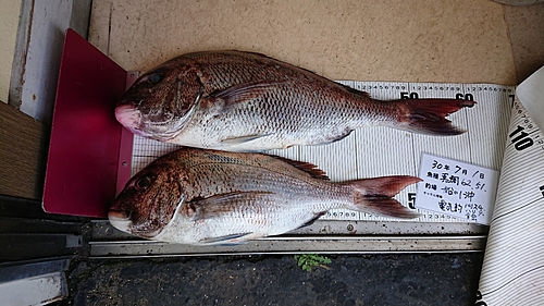 マダイの釣果