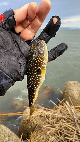 フグの釣果