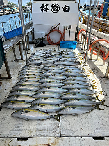 メジロの釣果