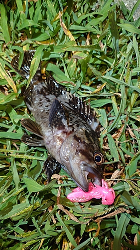 オウゴンムラソイの釣果