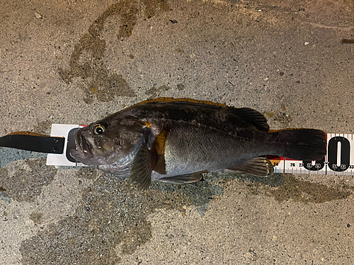 クロソイの釣果