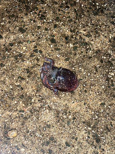 ミミイカの釣果