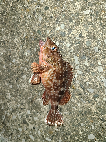 カサゴの釣果