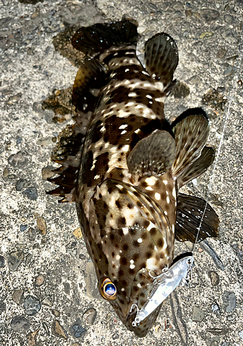 チャイロマルハタの釣果