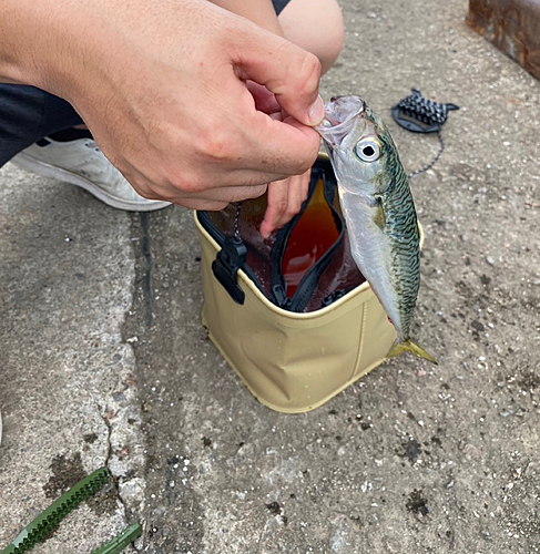 サバの釣果