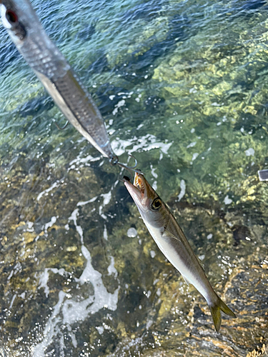 カマスの釣果