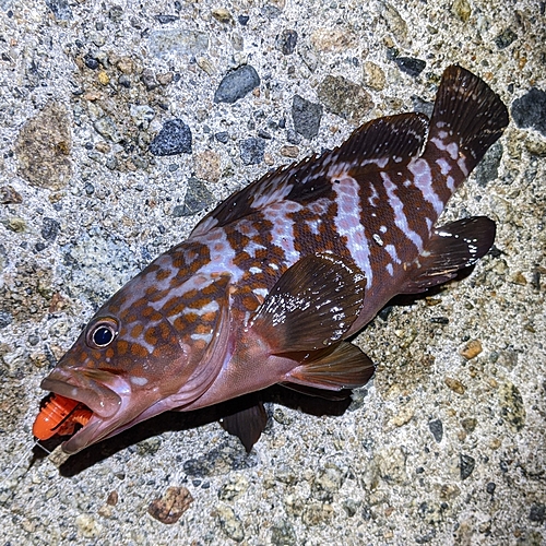 キジハタの釣果