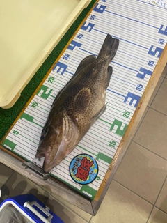 オオモンハタの釣果