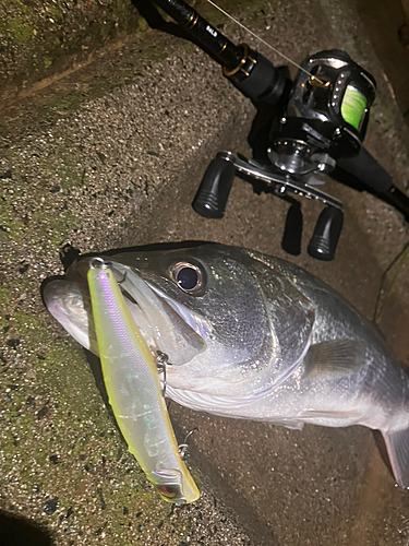 シーバスの釣果