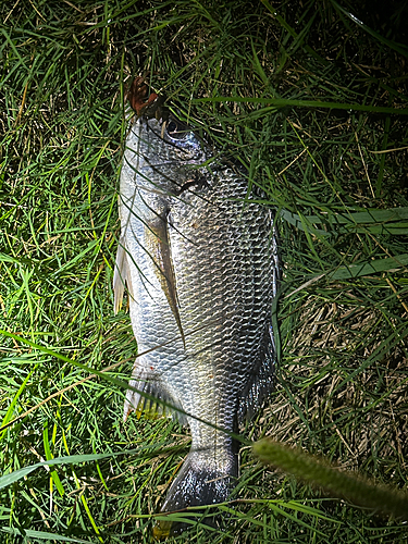 キビレの釣果