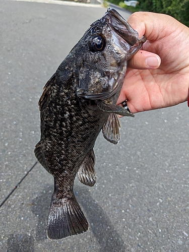 クロソイの釣果