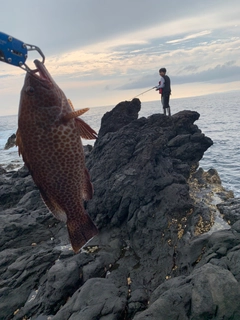 オオモンハタの釣果