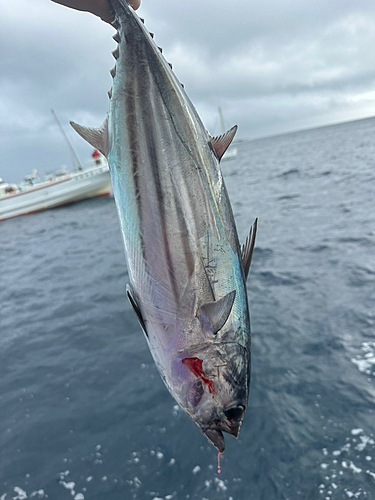 カツオの釣果