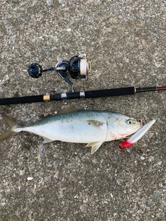 イナダの釣果