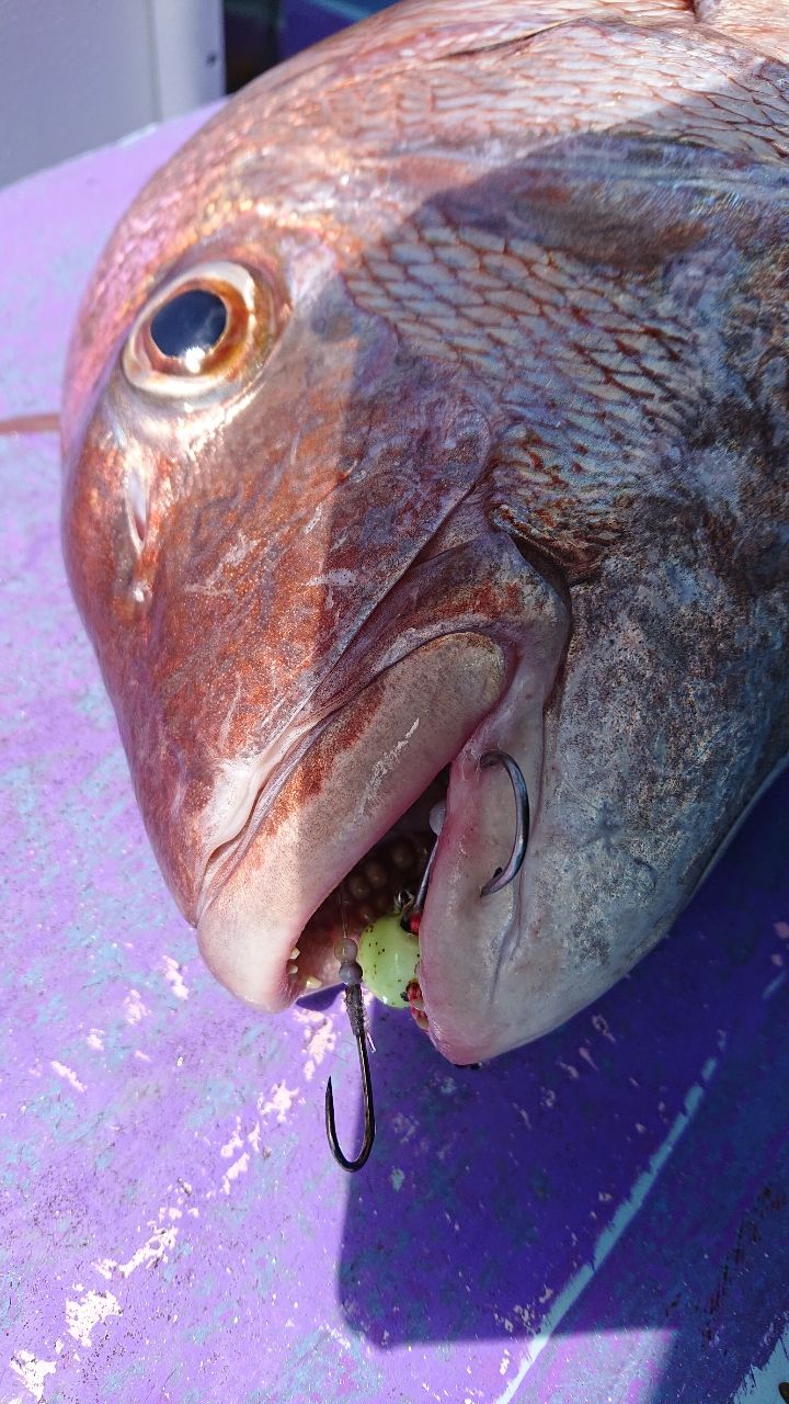 釣りバカじいさんさんの釣果 2枚目の画像