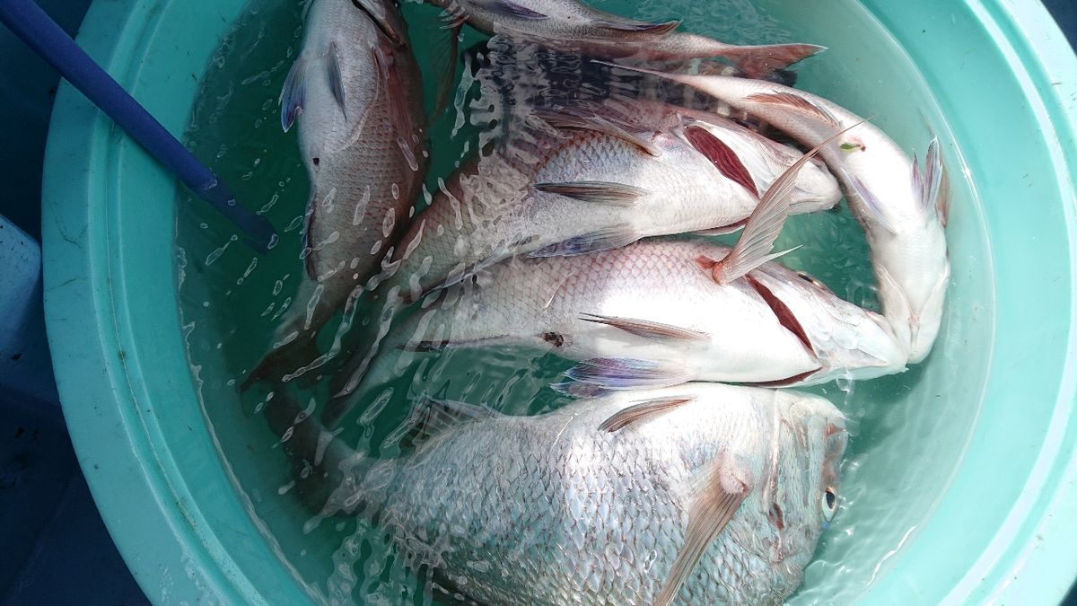 釣りバカじいさんさんの釣果 3枚目の画像