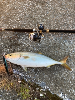 イナダの釣果