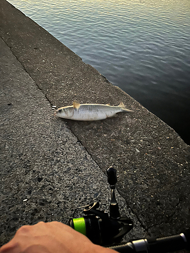 ボラの釣果