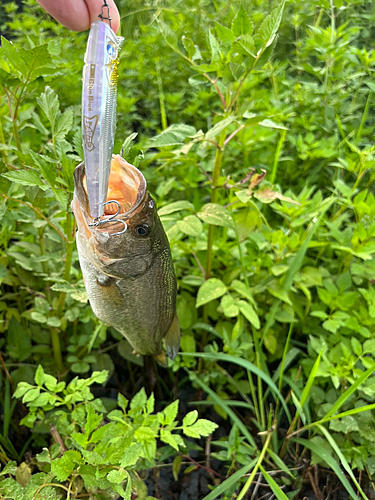 ブラックバスの釣果