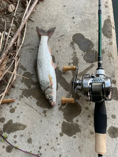 ウグイの釣果