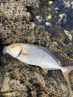 ネリゴの釣果