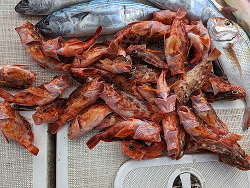 アラカブの釣果