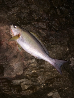 イサキの釣果