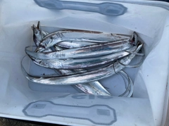 タチウオの釣果