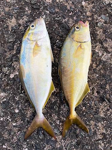 ショゴの釣果