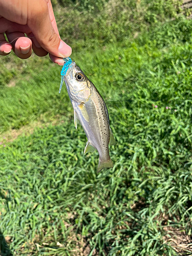 セイゴ（タイリクスズキ）の釣果