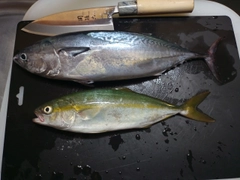 ソウダガツオの釣果