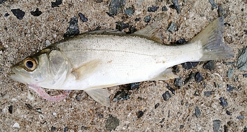 スズキの釣果