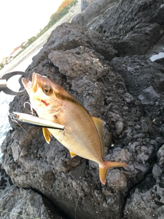 ショゴの釣果