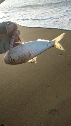 コノシロの釣果