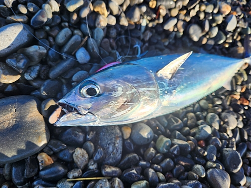 ソウダガツオの釣果