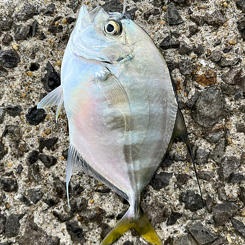 マルヒラアジの釣果