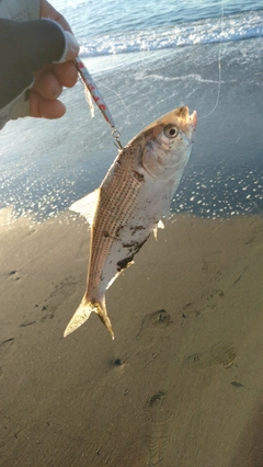 コノシロの釣果