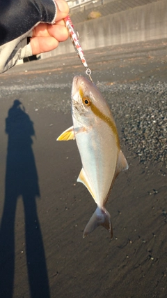 コノシロの釣果