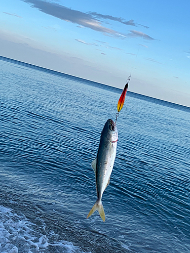 ツバスの釣果